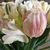 Alison Burleigh's profile image