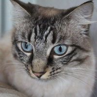 Julie Dorrington's profile image