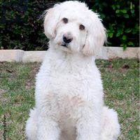 Janie Perelman's profile image