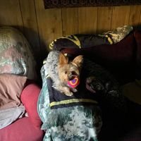 Tina Whittington Ramirez's profile image