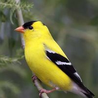 Dianne Gholden's profile image