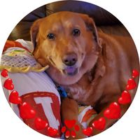Laney Peters's profile image