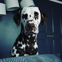 Chelsea N Michael Zapata's profile image