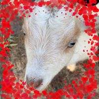 Misty Crass Millican's profile image