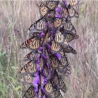 Lisa Roll's profile image