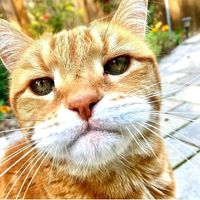 Michael T. Shirey's profile image