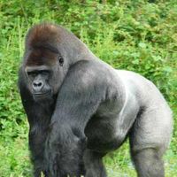 Sean Jurjevic's profile image