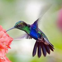 Lisa Peters-Careathers's profile image