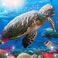 Lani Toland Corcoran's profile image