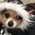 Cherool Chew's profile image