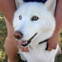 Denise Honeman's profile image