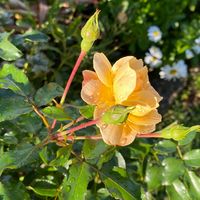 Peggy Hawse's profile image