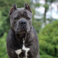 Sherry Williamson Cane Corso's profile image