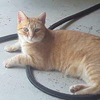 Leah McCall Turner's profile image