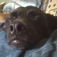 Tim Budziszewski's profile image