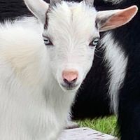 Misty Crass Millican's profile image