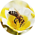 Adi Bee's Profile Image