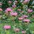 Cynthia Landrie's profile image