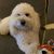 Laurie Ackerman's profile image
