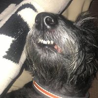 Sharolett Osteen Allen's profile image
