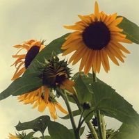 Carrie Campbell Taylor's profile image