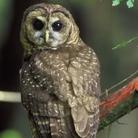 Debby Lynn Dobbs Zimmerman's profile image