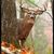 Janeese Purdum's profile image