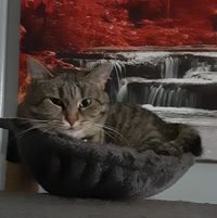 Krys Holt's profile image