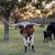 Carrol Martin's profile image