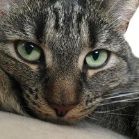 Raelena DeAngelo Hosey's profile image