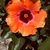 Sharon Taylor Kiellach's profile image