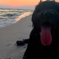 William Flash's profile image
