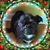Steve Brace-Morgan's profile image