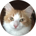 Nancy Orons's Profile Image