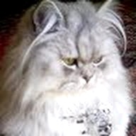 fluffles's profile image