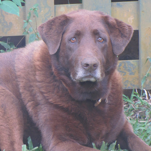 Kahealani's profile image