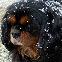 Althea Strickland's profile image