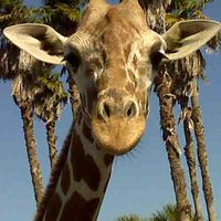 Kristin Bergman Montjoy's profile image