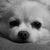 Stacey Helfrich Bullen's profile image