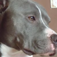 Virginia Toledo's profile image