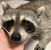 Shirley Pieroni's profile image