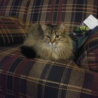 Candy Henry's profile image