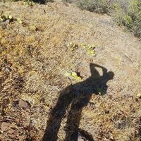 Randi Johnston Morgan's profile image