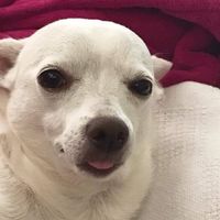 Als Six's profile image