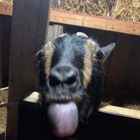 Darcie Ranae's profile image