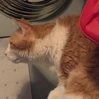 Karen Mericle's profile image