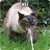 Just-Matt Peronto's profile image