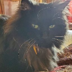 T & C's profile image