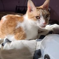 Misti Sorrento's profile image