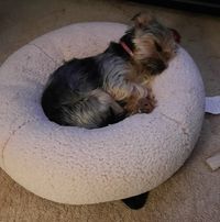 Jennifer L. Chapman's profile image